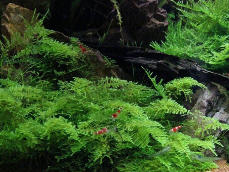 Vesicularia montagnei, (Bel.) Broth.